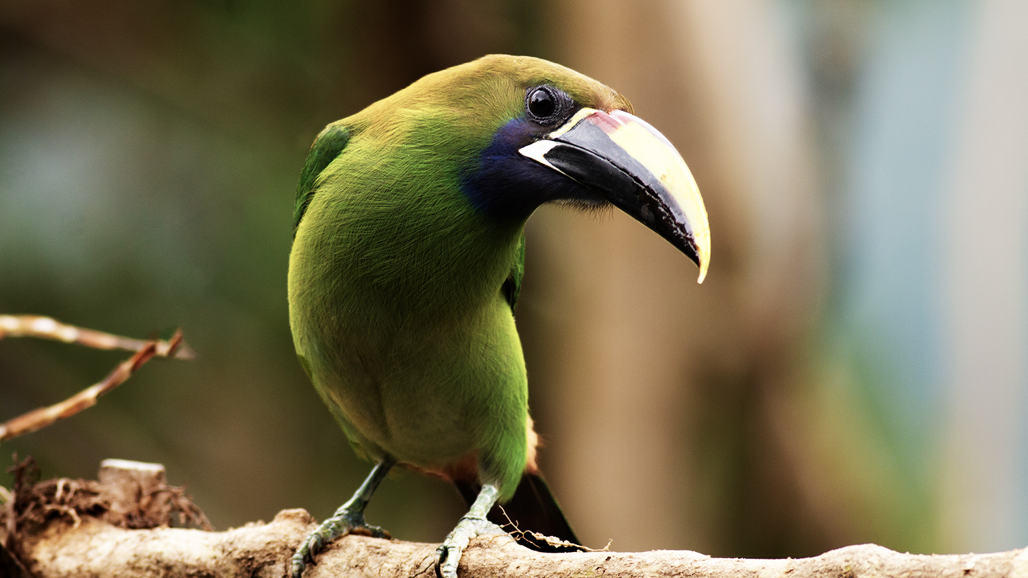 Northern Emerald-Toucanet
